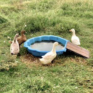 Ducks Plastic Pool
