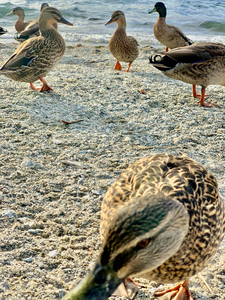 Ducks on the Beach