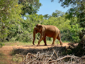 Elephant in the Wild