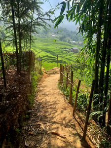 Enter the Rice Fields