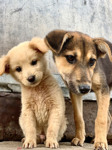 Give Me Some Room Puppy