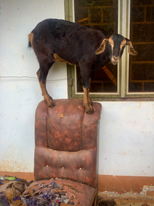 Goat on a Seat