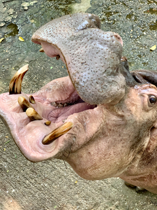 Hippos Teeth