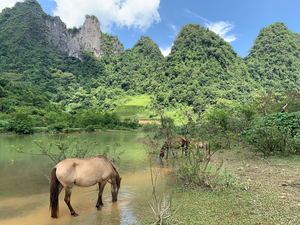 Horses in Paradise