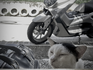 I Closed my Eyes Again   Cat