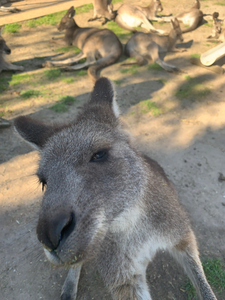 Kangaroo Selfie