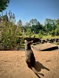 Kitty Overlooking the Garden
