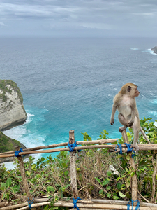 Last Monkey Standing