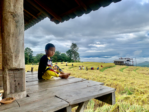 Boy Looking Over the Rice Field