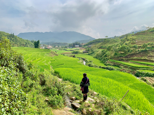 Looking Over the Rice Fields