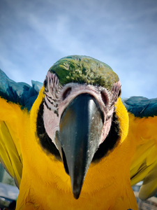 Macaws Close up