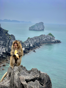 Monkey Eating a Banana