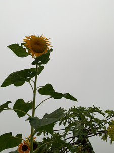 Mysterious Sunflower