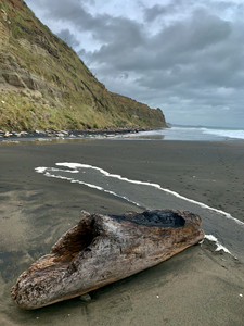 Nice Log on Black Sand