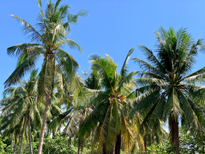 Palm Trees 2
