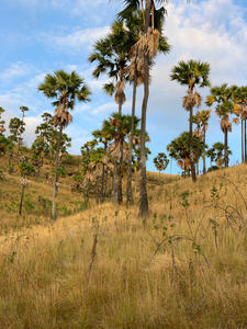 Palm Trees on the Hills