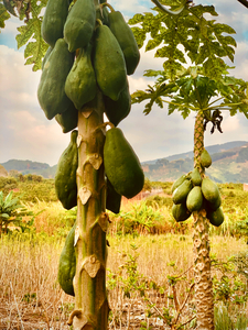 Papaya Trees