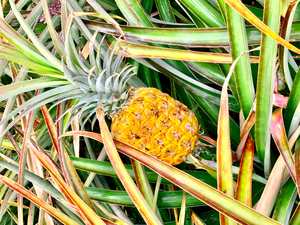 Pineapple Growing