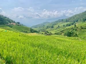 Rice Fields in Sapa 2