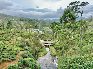 River Through the Tea Plantations