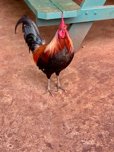 Rooster by the Table