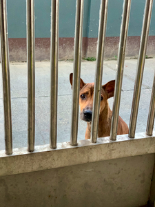 Sad Dog Behind Bars