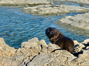 Seal Looking Back at You