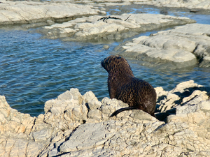 Seal Looking at a Distance