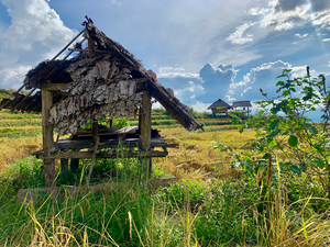 Shacks in the Rice Fields