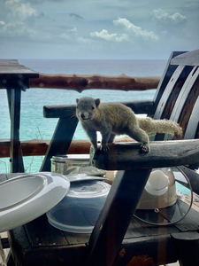 Squirrel Peaking in the House