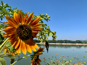 Sunflower View