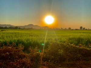 Sunset Over the Field
