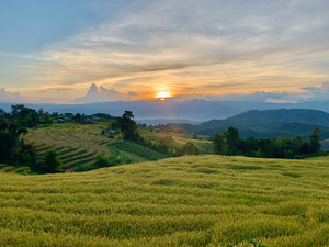 Sunset Over the Rice Fields 2