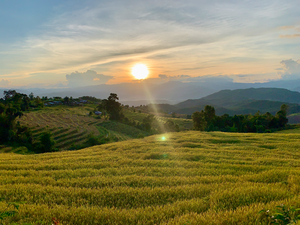 Sunset over the Rice Fields