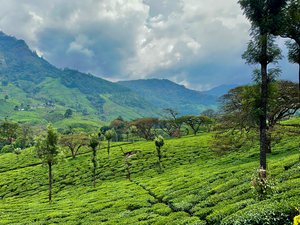 Tea Plantation Wonders