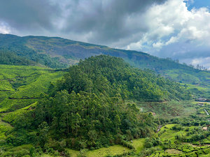 Tea Plantations 6