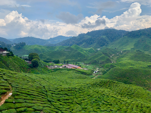 Tea Plantations 7