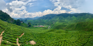 Tea Plantations 8