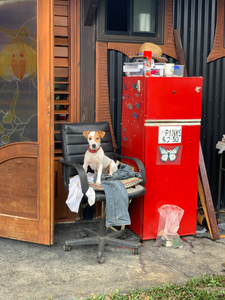 The Red Fridge and the Dog 2