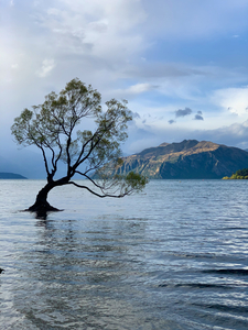 The Wanaka Tree New Zealand 2