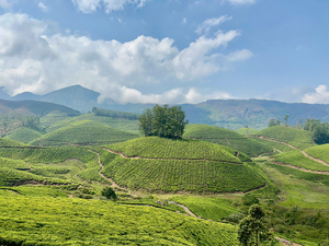 Tree Through the Tea 2