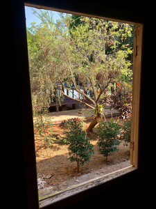 Tree by the Window 2