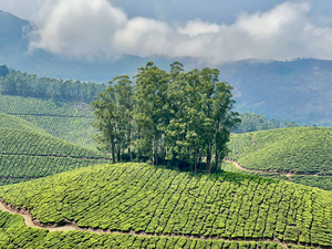 Trees Through the Tea