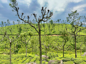 Trees in the Tea Plantations