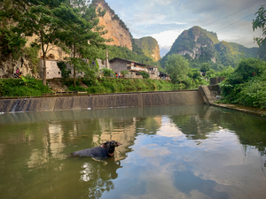 Water Buffalo Bathing
