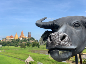 Water Buffalo Head in front of Temple