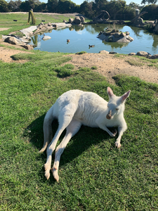 White Kangaroo Chilling