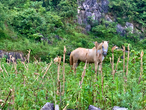 Wild Horse in the Field