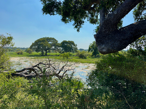Yala National Park Sri Lanka 3
