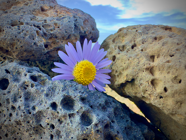 Flower on the Rocks Udo South Korea Print